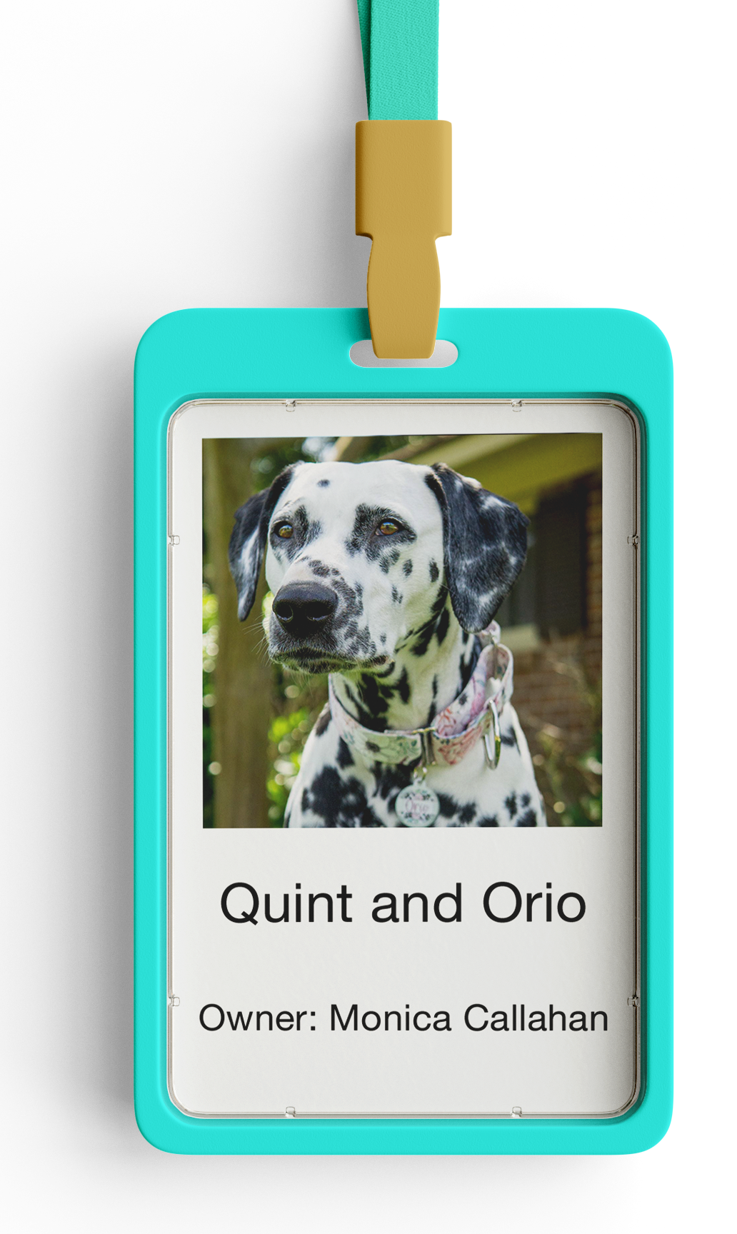 Quint and Oreo, Dalmatian therapy dogs, just one image 